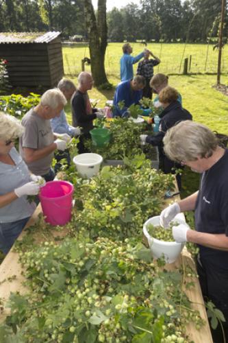 Mensen aan het hopoogsten